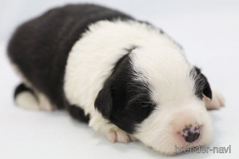 成約済の神奈川県のボーダーコリー-304591の7枚目